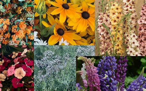 The Perennial Cut Flower Garden Plant Collection