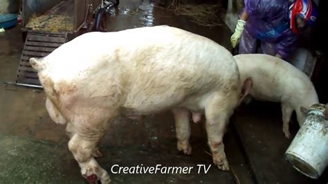Pig Mating Big Boar Vs Small Sow Life Of Pigs P131 YouTube