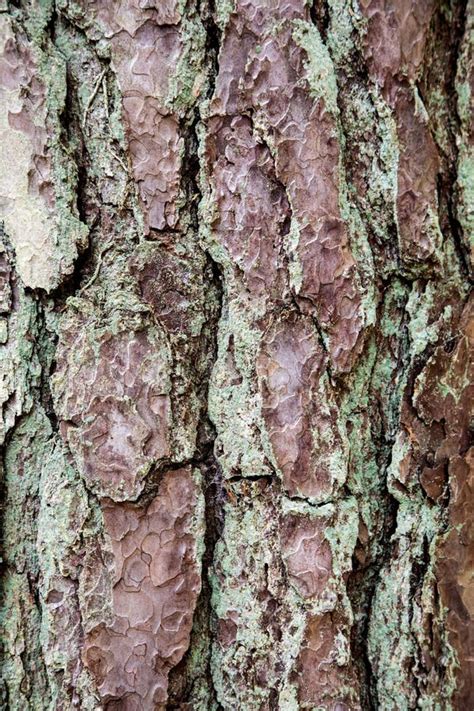Old Tree Bark Close Up View Stock Photo Image Of Plant Tree 90064940