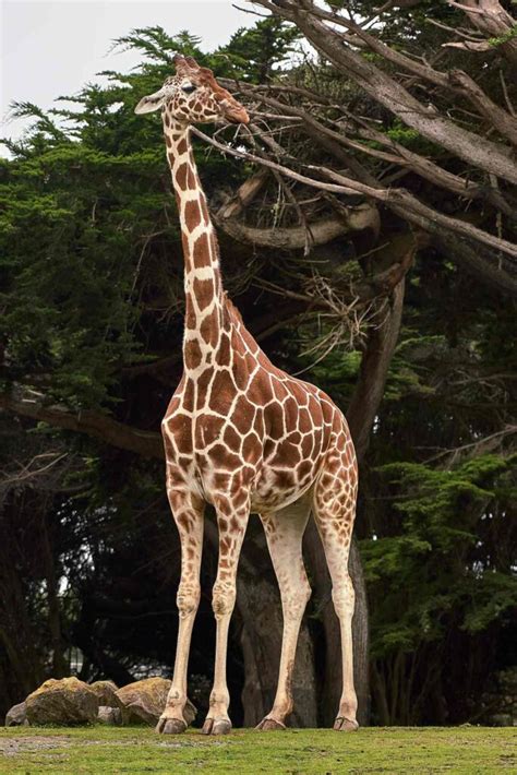 Why Do Giraffes Have Long Necks Natures Original Stretch Armstrong