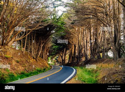 Trees And Road Fort Bragg California Usa Stock Photo Alamy