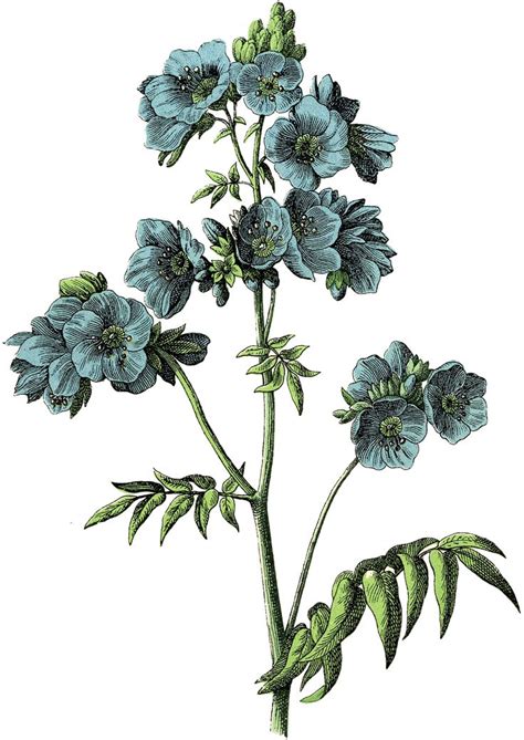 Blue Flowers Images Botanical The Graphics Fairy Botanical