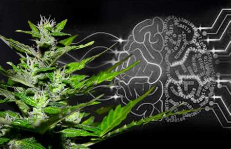 Ai In The Cannabis Industry How Ai Revolutionized Grow Operations