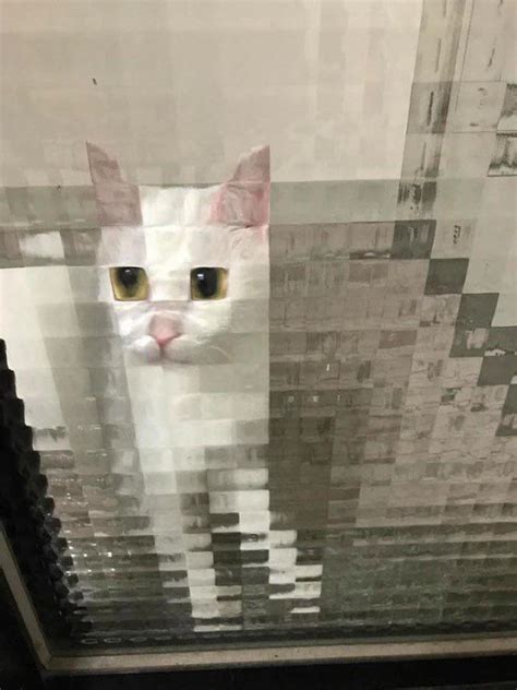 11 Hilarious ‘pixelated Cat Pics