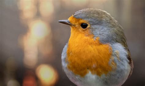 European Robin Bird Portrait Photo Free Stock Photo Public Domain