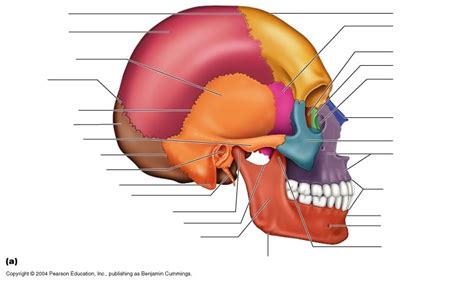 Sagittal View Of Skull Diagram Quizlet