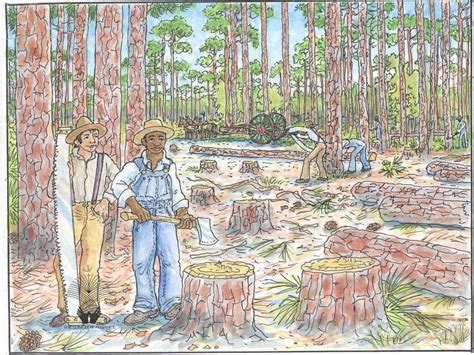 Humans And The Longleaf Quest For The Longleaf Pine Ecosystem