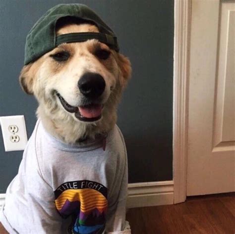 This Dog In A Hat And Shirt Aww
