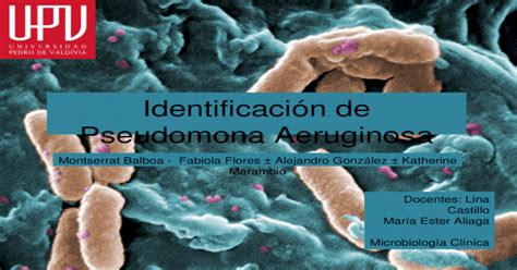 Identificación De Pseudomona Aeruginosa Pptx Powerpoint