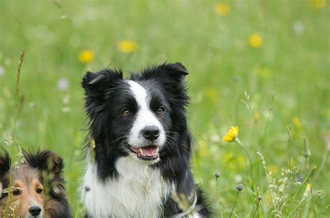 Flea bites can be a problem—even one flea—especially if the dog is allergic. Is Border Collie Shedding Really That Big A Problem?