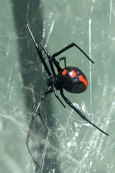 Black Spider With Red Markings Latrodectus Variolus Bugguidenet