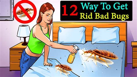 12 Ways To Get Rid Bed Bugs Naturally How To Get Rid Of Bed Bugs