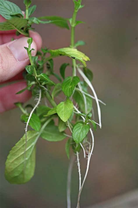 How to make do it yourself. How to Grow Mint From Cuttings | Lady Lee's Home