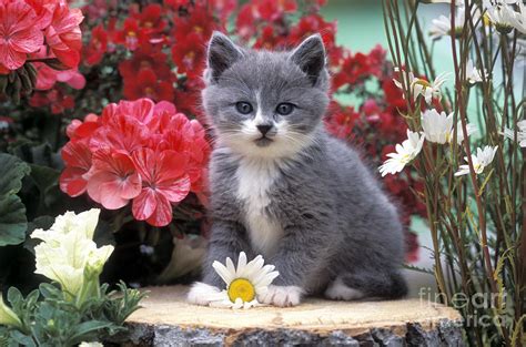 Dreams about kittens represent either gentleness or vulnerability. Kitten Playing With Flower Photograph by Rolf Kopfle