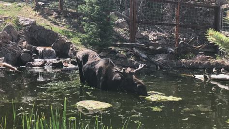 Moose At Cheyenne Mountain Zoo Passes Away