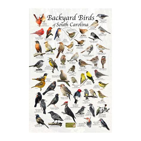 Birds Of South Carolina Backyard Birding Identification Etsy