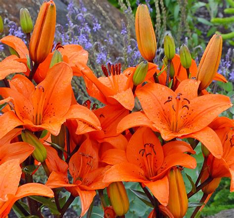 Hardy Lily Asiatic Elite De Groot Inc Perennials Daylilies