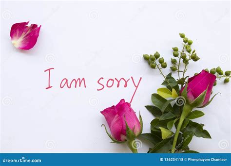 I Am Sorry Message Card With Pink Rose Stock Photo Image Of Feeling