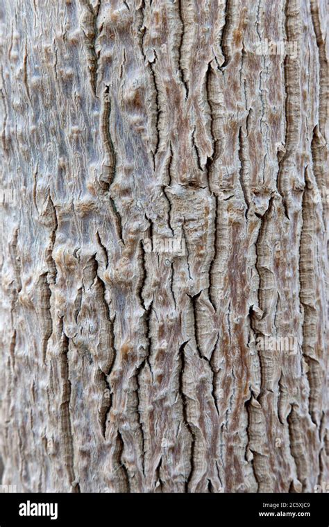Bark Moringa Tree Moringa Oleifera Close Up Originating From