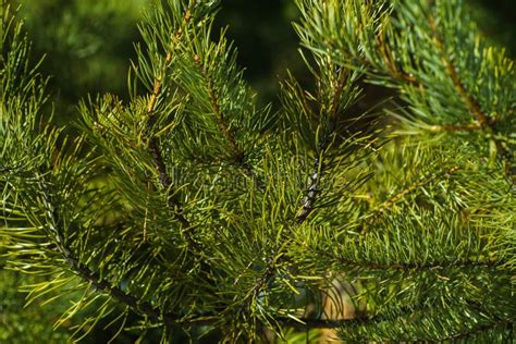 Branches Of Pine Closeup Stock Photo Image Of Pine 100115384