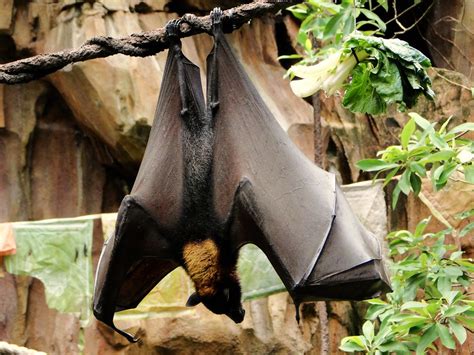 Giant Golden Crowned Flying Fox Study Of Animals