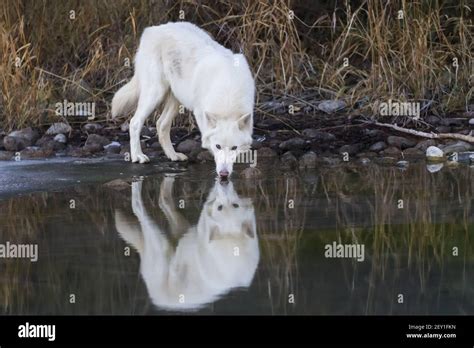 Arctic Wolves High Resolution Stock Photography And Images Alamy
