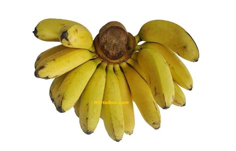 Syarat pohon pisang dapat tumbuh. Harga Pisang Emas di Pasaran Terbaru | WartaSolo.com ...