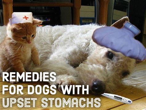 Vet Approved Home Remedies For Upset Stomachs In Dogs Dog Upset