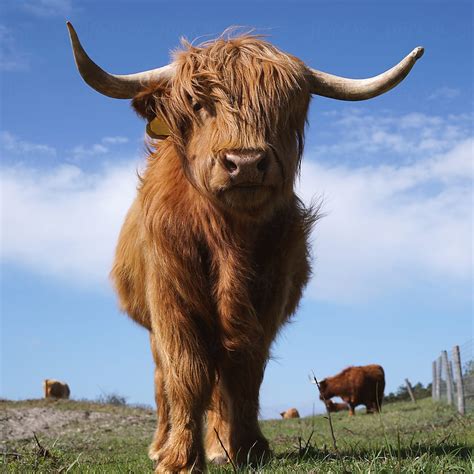 Scottish Highland Cows By Stocksy Contributor Marcel Stocksy