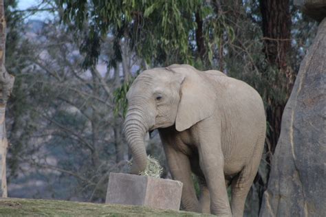African Elephant With Enrichment Box Zoochat