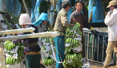 Environmental Risks From Pesticide Use The Case Of Commercial Banana