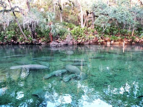 Manatees at Blue Spring State Park | Florida State Parks | Blue springs