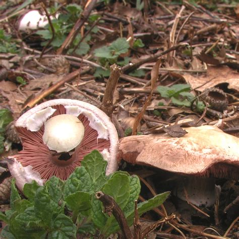 Mushrooms Of Fort Valley Virginia