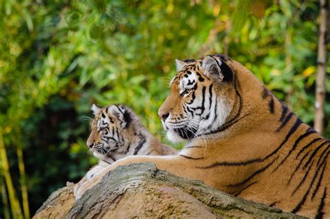Siberian Tiger Mom With Cub Mother Dasha And One Of Her Tw Flickr