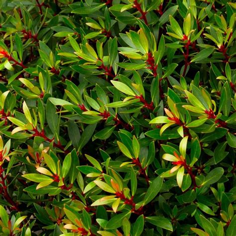 Special Deal Drimys Lanceolata ‘red Spice Evergreen Tasmania