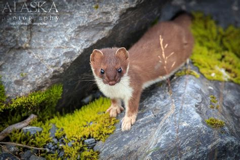 Ermine Short Tailed Weasel Of Alaska Alaskaguide