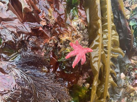 As Some Sea Star Populations Make A Comeback Scientists