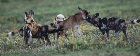 African Wild Dogs On The Hunt Image Eurekalert Science News Releases