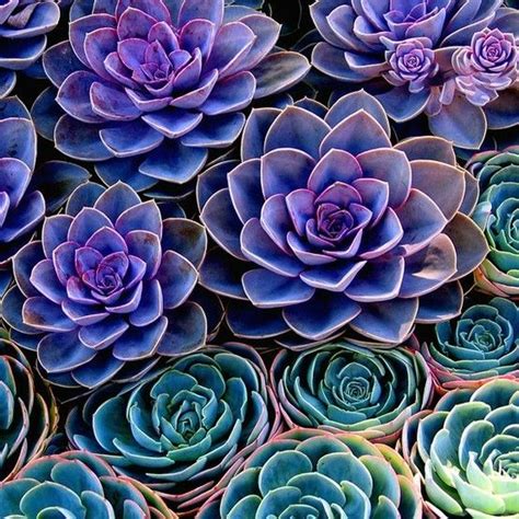 Succulents Beautiful Purple Succulents Succulents Beautiful