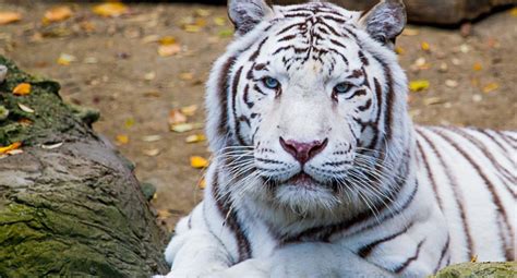 Galería de imágenes Tigres blancos de Bengala