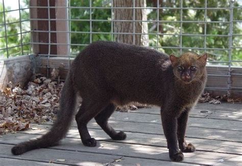 Pictures Of Wild Cat Jaguarundi ~ Damn Cool Pictures