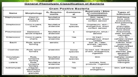 Classification Of Bacteria