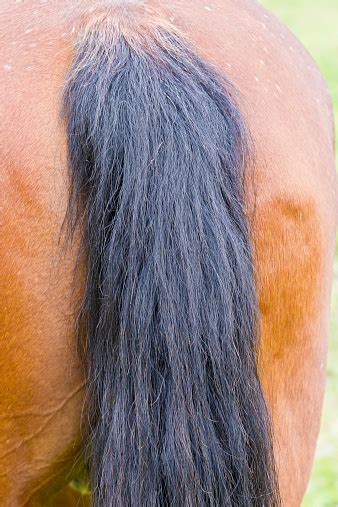 Black Horse Tail Hair Stock Photo Download Image Now Animal Animal