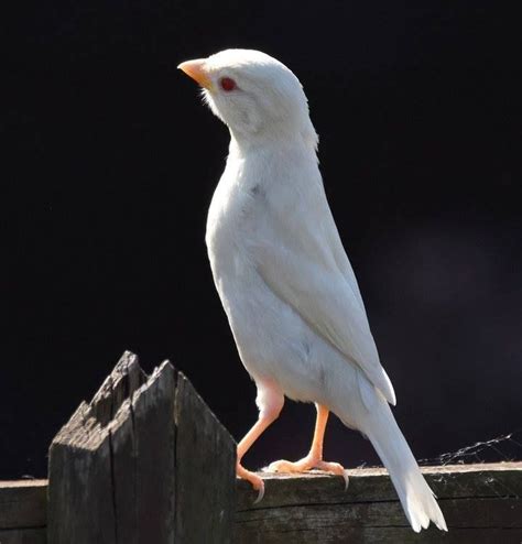 Taken Yesterday In Somerset By A Keen Bird Watcher A Rare Albino