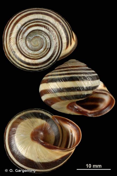Cepaea nemoralis belongs to the class gastropoda, to the subclass pulmonata, to the well cepaea nemoralis is found in quite different habitats, natural as well as anthropized, such as gardens, fields. Cepaea nemoralis nemoralis (Linnaeus, 1758) - Escargot des ...