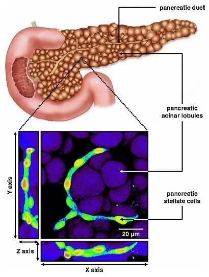 Pancreas Exocrine Organ Schematic Predominantly Three Lobules