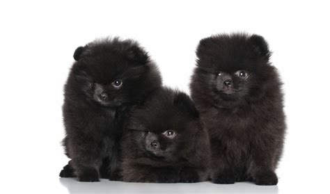 Black Pomeranian Dogs Pomeranian Australia