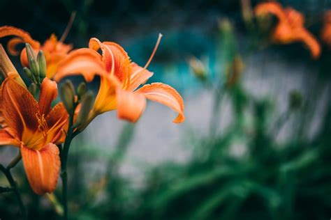 Orange Summer Flower In The Spring Royalty Free Stock Photo