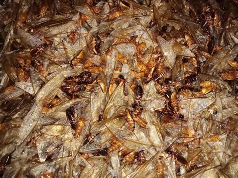 Yummy Photo Of Edible Insect Elicits Nostalgia Among Nigerians Edible