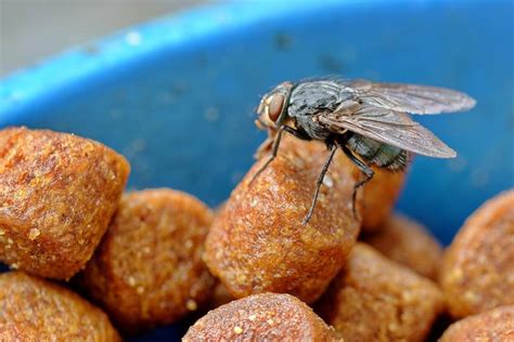 Banyak Cara Mengusir Lalat Yang Hinggap Pada Makanan Trubus
